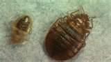 photos of Different Types Of Bed Bugs