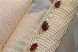 photos of Checking For Bed Bugs