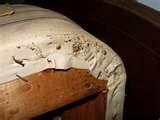 How You Get Bed Bugs images How You Get Bed Bugs images