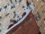 pictures of How Do I Kill Bed Bugs