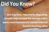 How To Treat Bed Bugs images