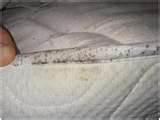 pictures of Do I Have Bed Bugs