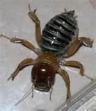 How To Fight Bed Bugs images