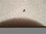images of Bed Bug Experts