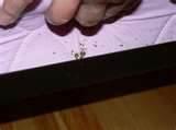 images of Checking For Bed Bugs
