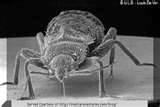photos of How To Stop Bed Bugs