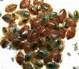 How To Rid Bed Bugs pictures