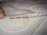 pictures of How You Get Bed Bugs pictures of How You Get Bed Bugs