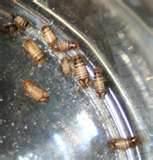 How To Stop Bed Bugs