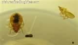 Different Types Of Bed Bugs
