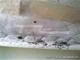Exterminator Bed Bugs
