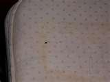 How To Spot Bed Bugs pictures