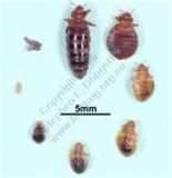pictures of How Do I Kill Bed Bugs