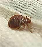 pictures of Bed Bug Mattress Covers