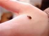pictures of Do I Have Bed Bugs