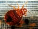 images of How To Fight Bed Bugs