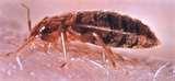 photos of How To Spot Bed Bugs