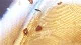 Bed Bug Experts images