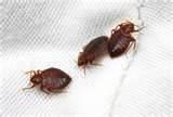 pictures of How Do I Kill Bed Bugs