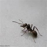 Checking For Bed Bugs images