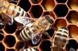 images of How To Fight Bed Bugs