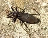 Do I Have Bed Bugs pictures