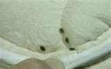 How To Fight Bed Bugs pictures