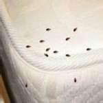 Checking For Bed Bugs pictures