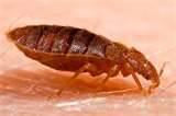 Different Types Of Bed Bugs images