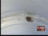 How To Spot Bed Bugs photos