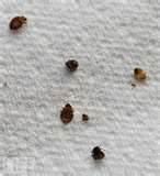 How To Treat Bed Bugs pictures