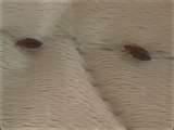How To Fight Bed Bugs photos