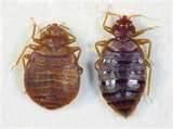 Exterminator Bed Bugs images