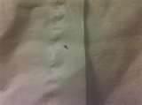 images of Checking For Bed Bugs