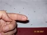 images of Bed Bugs Dogs