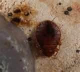 How To Rid Bed Bugs pictures