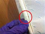 How To Spot Bed Bugs pictures