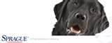 photos of Bed Bug Sniffing Dog