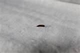 photos of Different Types Of Bed Bugs