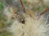Do I Have Bed Bugs images