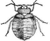 photos of Exterminator Bed Bugs