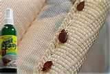 pictures of How Do I Kill Bed Bugs