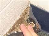 images of How To Rid Bed Bugs