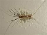 How You Get Bed Bugs How You Get Bed Bugs