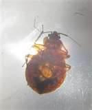 How You Get Bed Bugs How You Get Bed Bugs