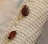 Pesticides For Bed Bugs images