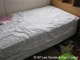 Bed Covers For Bed Bugs pictures