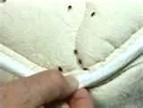 images of Heat Bed Bugs