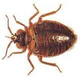 Bed Bug Chemicals images