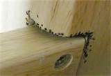 Bed Bugs Remedy pictures Bed Bugs Remedy pictures